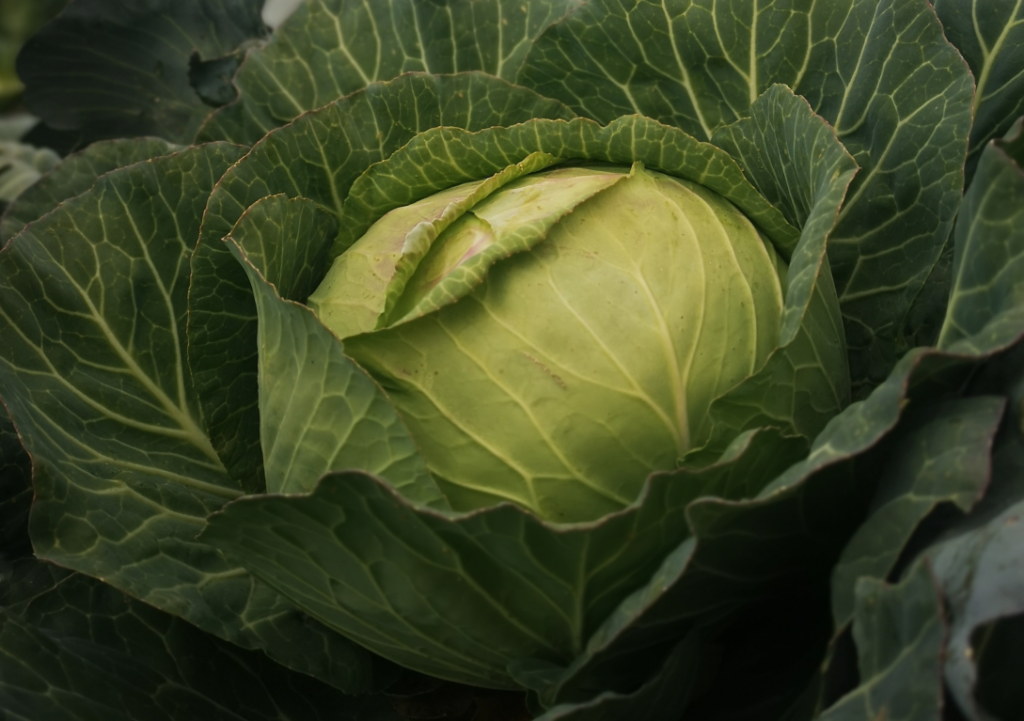 100fold cabbages