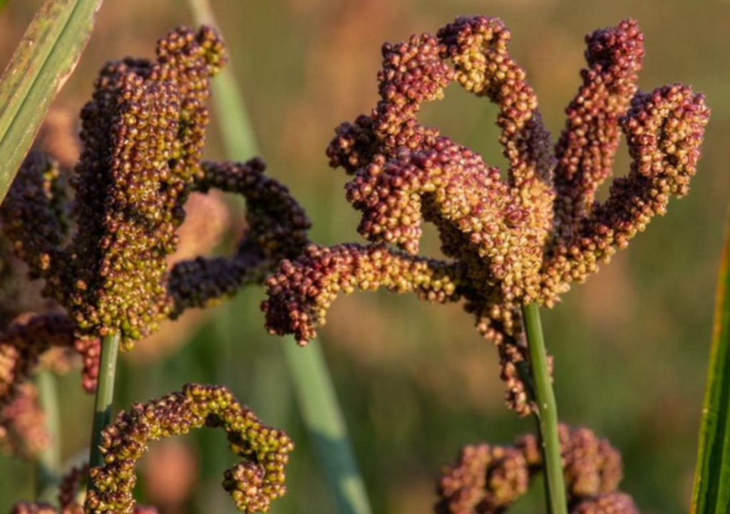 100fold seeds finger millet