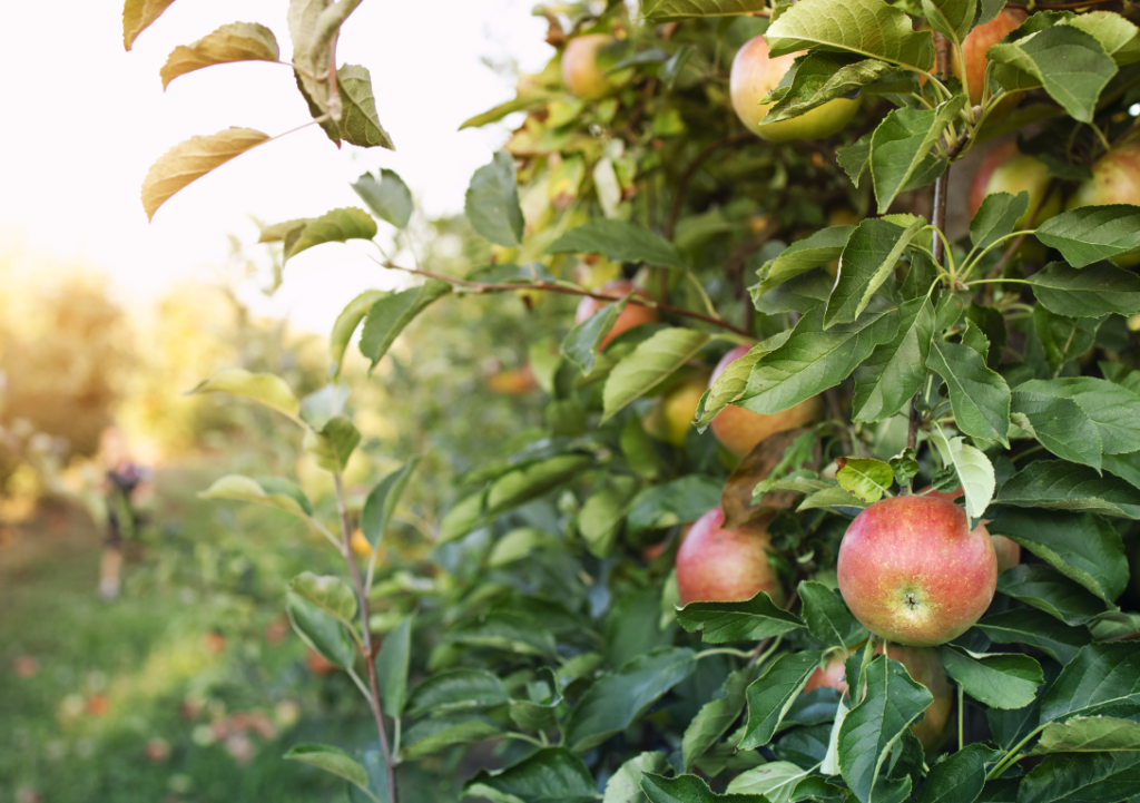 fruit trees