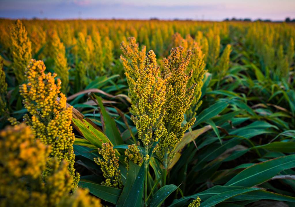 small grains