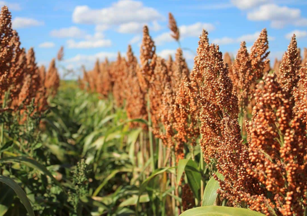 100fold seeds sorghum