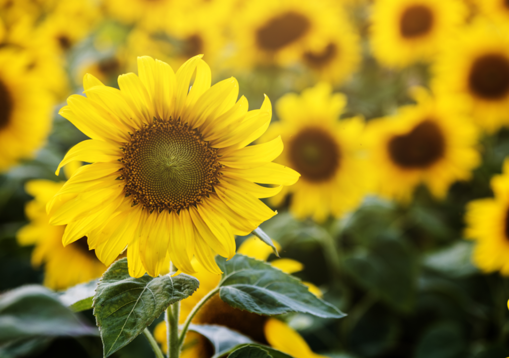 100fold seeds sunflower