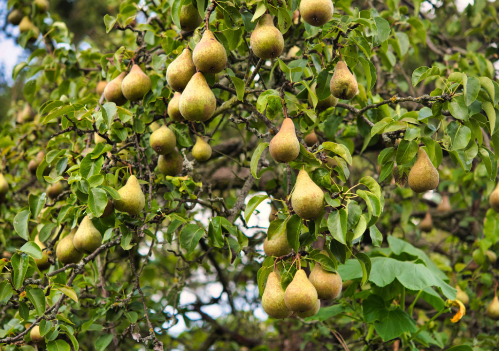 pear